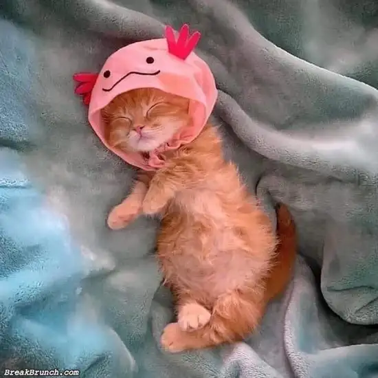 Cute cat pokemon hat