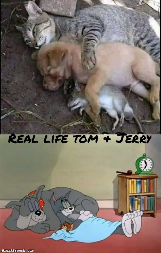 Real life Tom and Jerry
