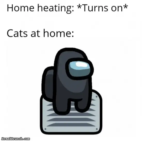 Cats when heat is on
