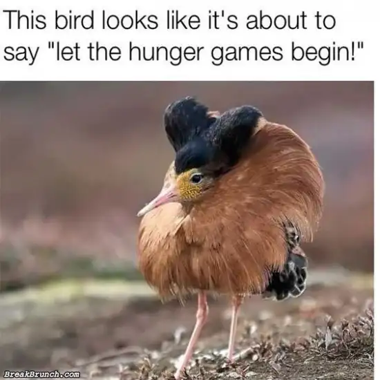 Let the hunger game begin