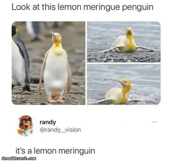 This is Lemon Meringue penguin