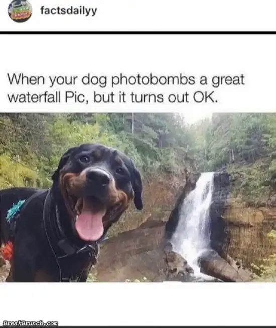 Best dog photobomb