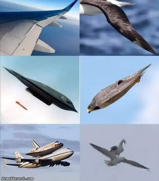 Engineering from birds