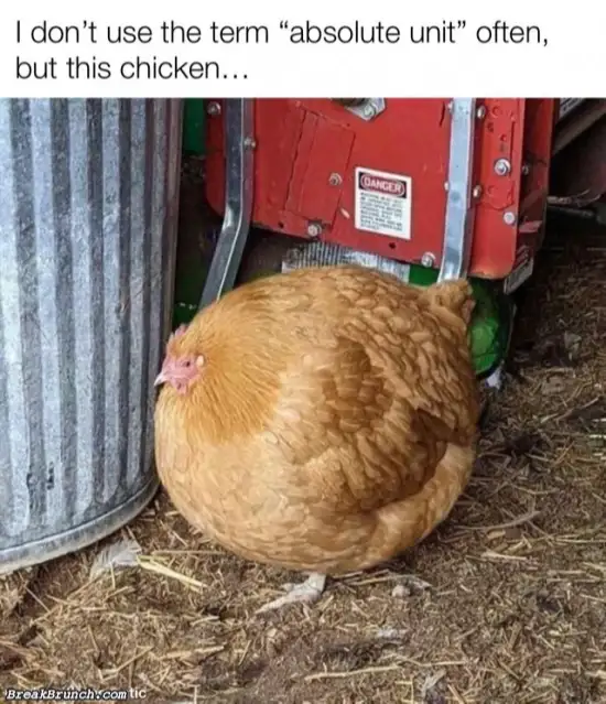 This chicken is absolute unit