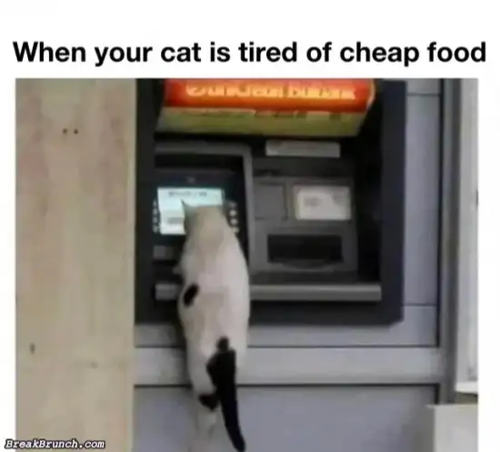 When your cat is tired of cheap food
