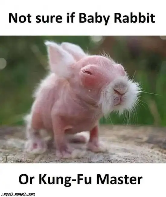 I think kung fu master