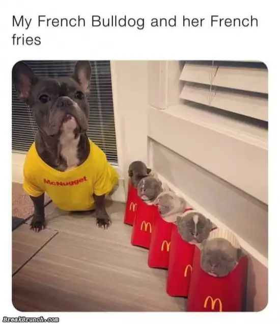 French bulldog and french fries