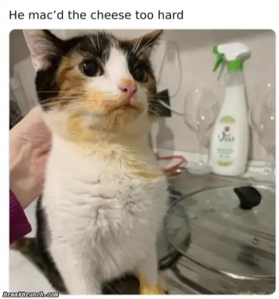 Cat and mac and cheese
