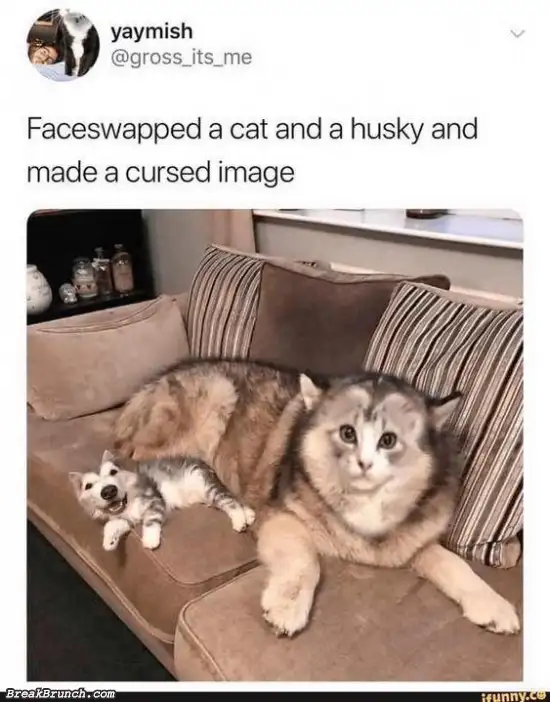 Cat face on husky