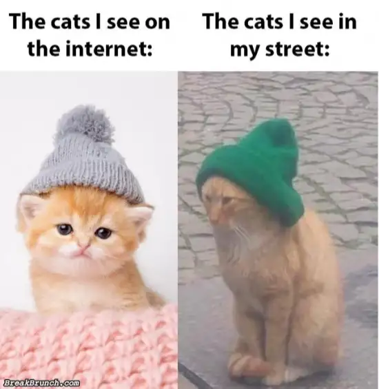 Cute cats from internet