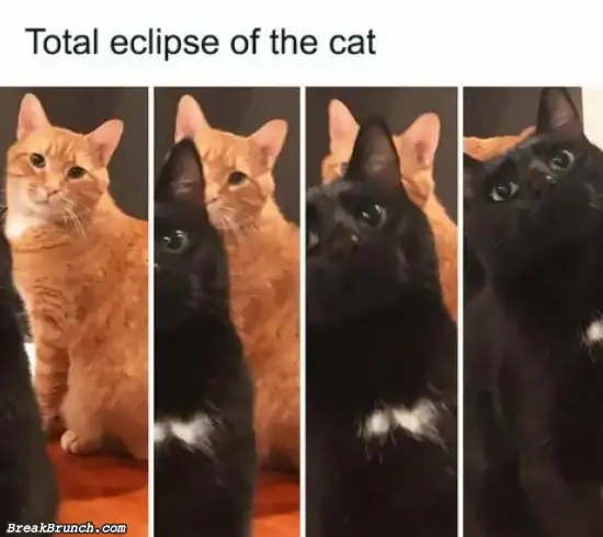 Total eclipse of cat