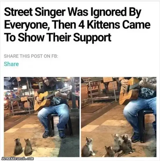 Kittens show support for street singer