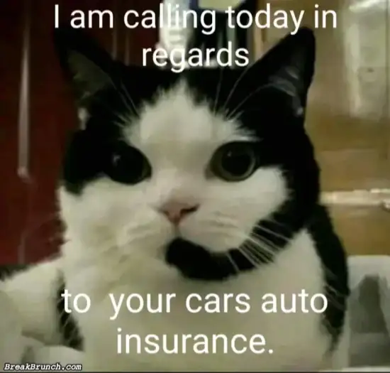 Insurance cat employee
