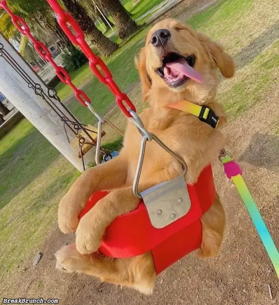 My dog loves to swing