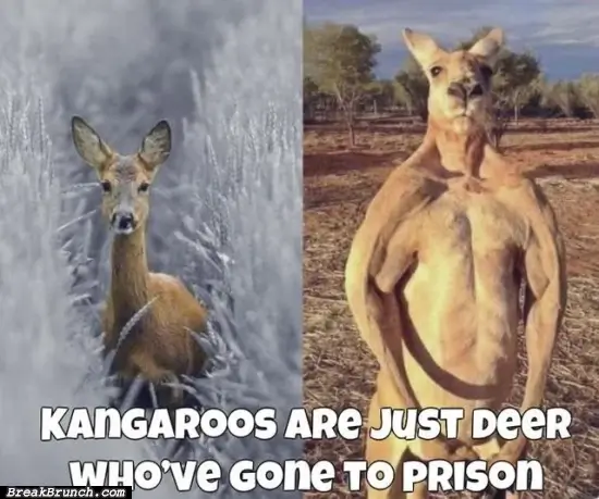 Kangaroos are just deer that went to prison