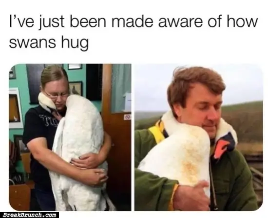 Do you know how swans hug