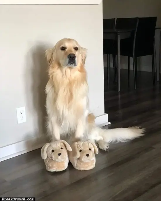 Cute nice slipper for my dog
