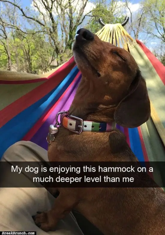 My dog enjoy the hammock