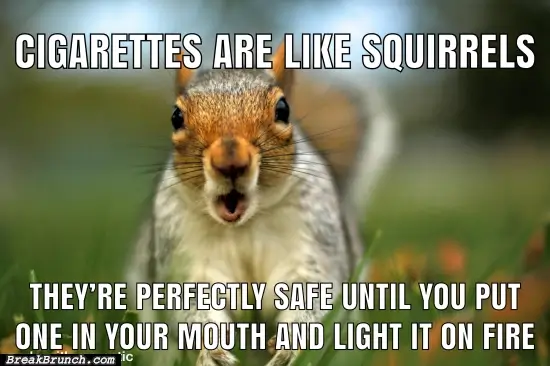 Cigarettes are like squirrels