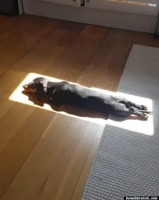 My dog loves sunbathing