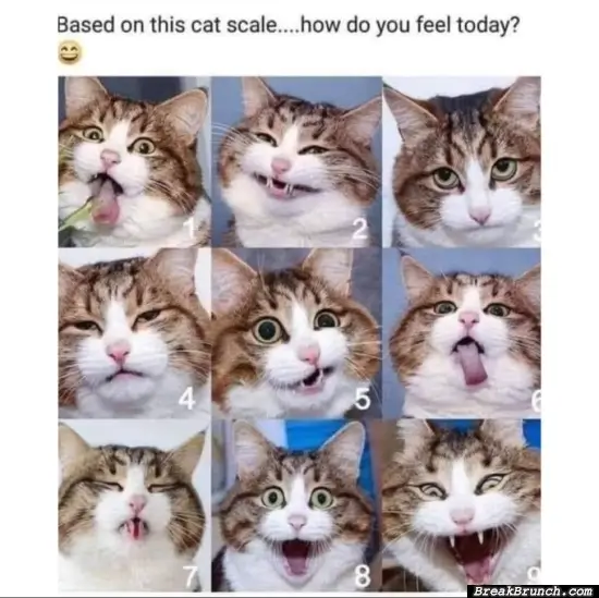 How are you feeling today based on this cat scale