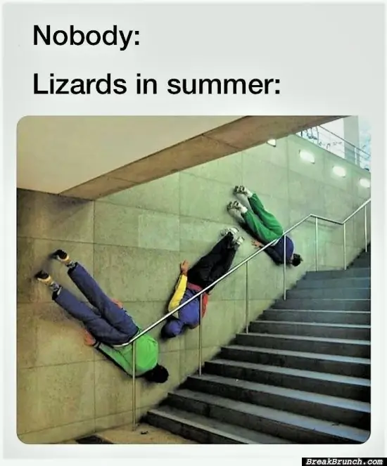 Lizards In Summer BreakBrunch
