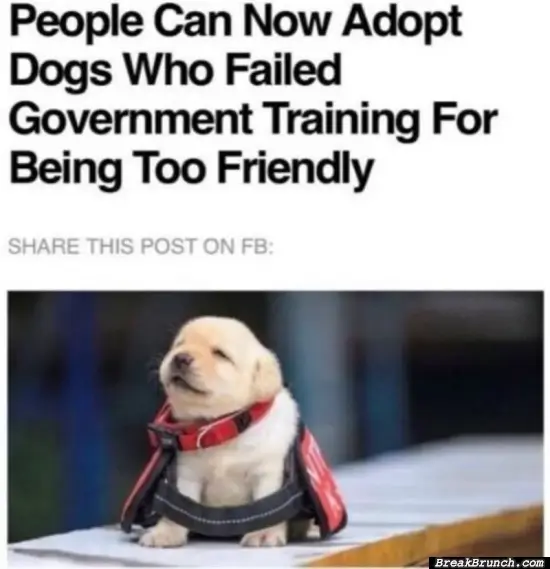 Now you can adopt friendly dogs