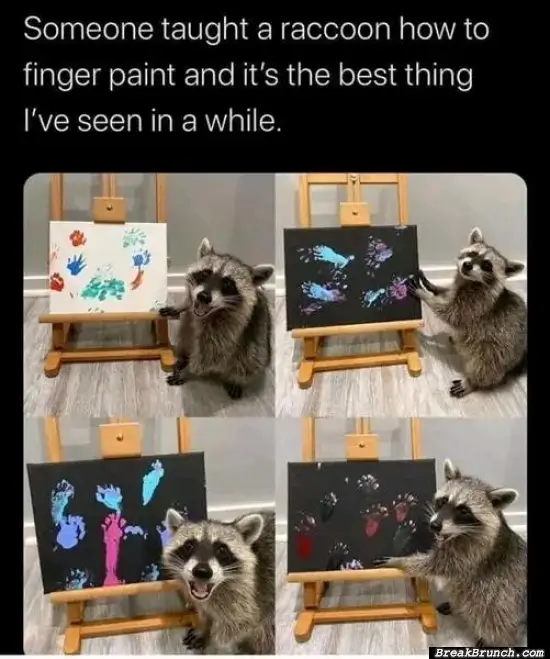Raccoon doing finger paint
