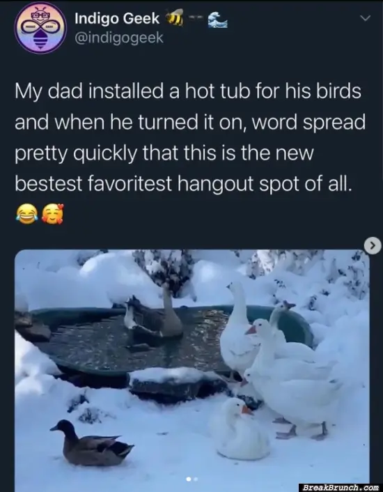 Hot tub for birds