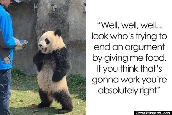 Panda arguing with someone