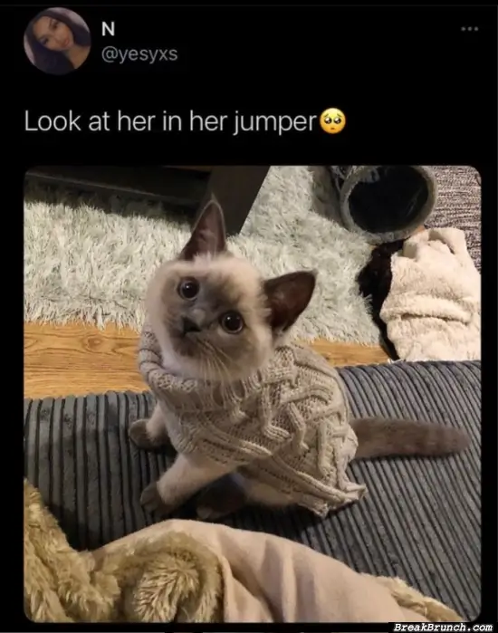 Cute jumper for my cat