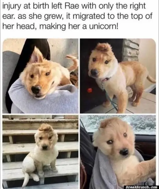 A unicorn dog