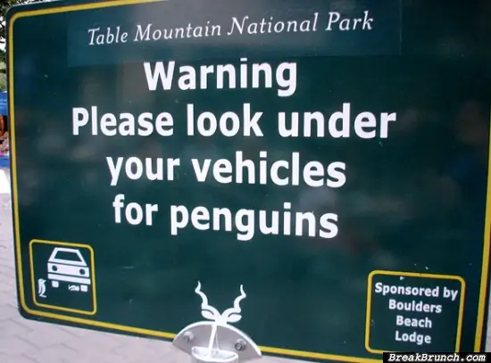 Look under your car for penguin