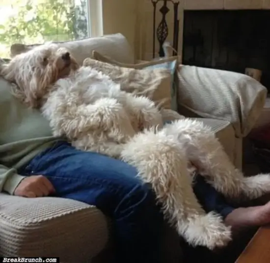23 giant dogs you have to see