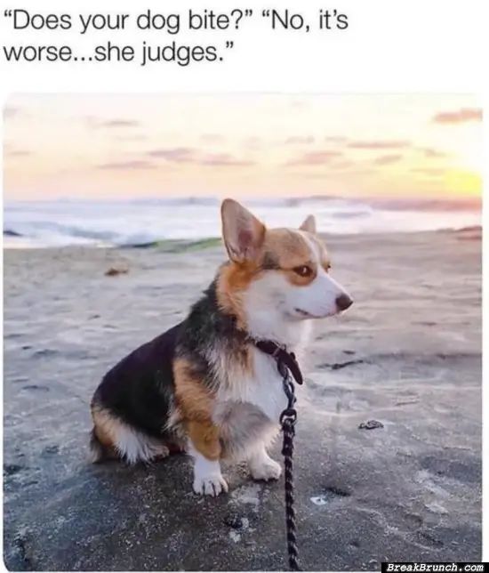 My dog doesn’t bite only judge