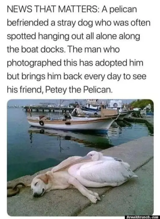 Pelican befriended a stray dog