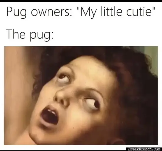 The pug owners