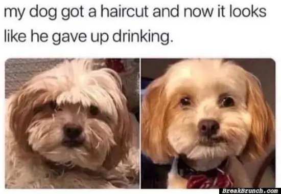 My dog is sober now