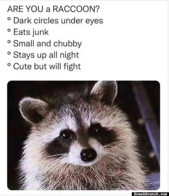 How to tell if you are a raccon