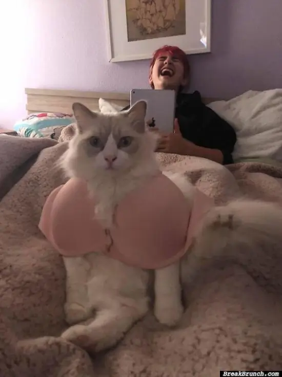Cat with bra