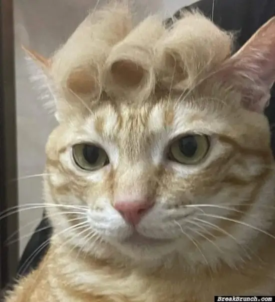 Amazing hairstyle for cat