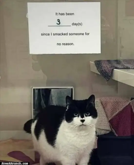 Funny cat meme – 6