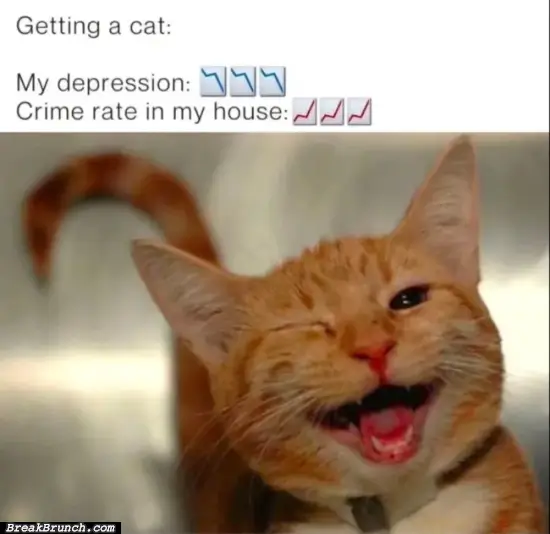 Funny cat meme – 7
