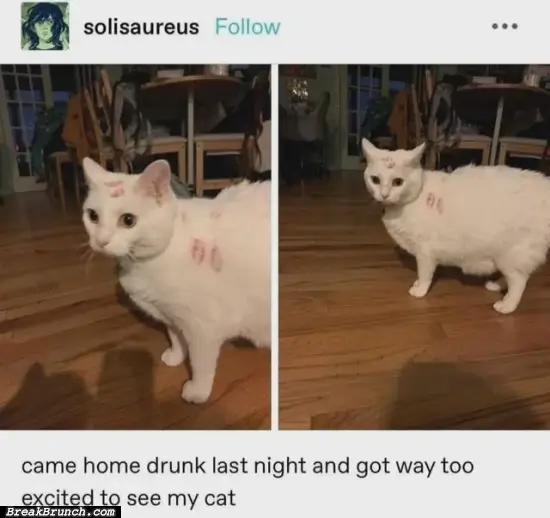 When I got home drunk with my cat