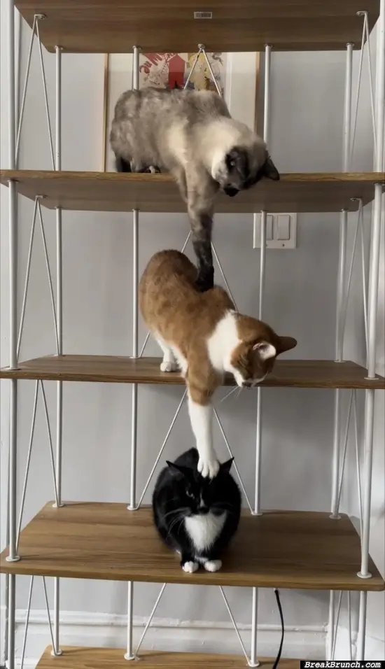 The way cats play with each other