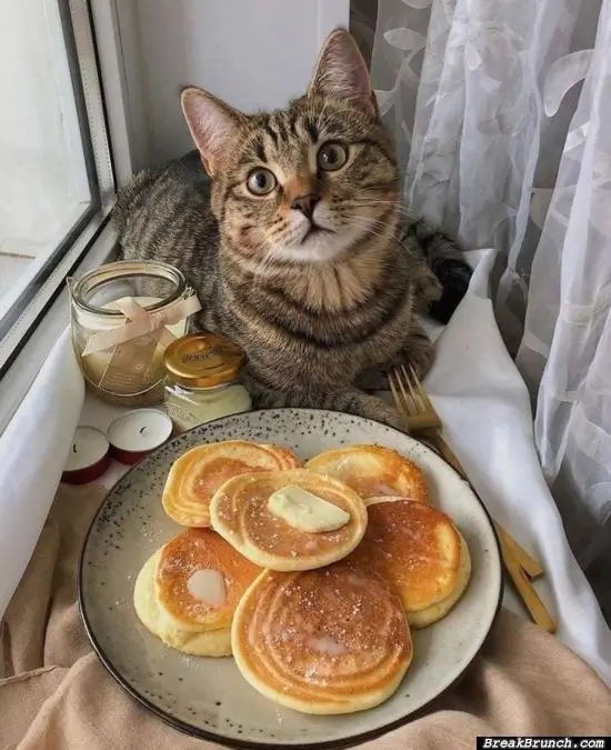 Cat and the breakfast