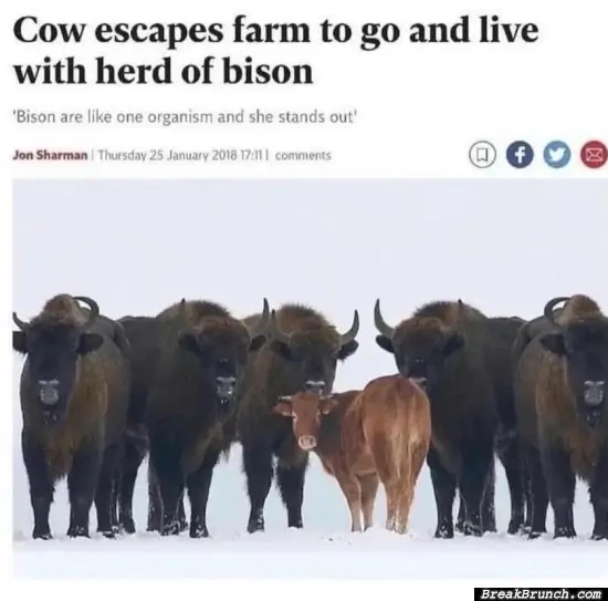 Cow escaped to be free