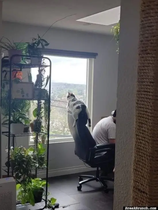 Just my cat enjoying the view