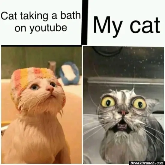 My cat taking bath
