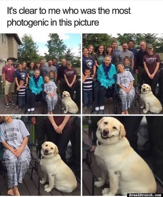 Most photogenic dog